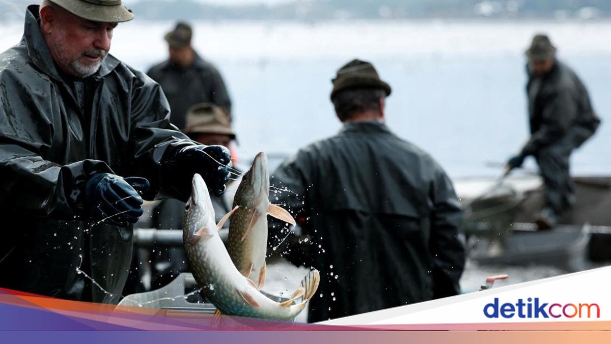Australia Menghadapi Bencana Ikan Mas, Warga Didorong Mengonsumsinya