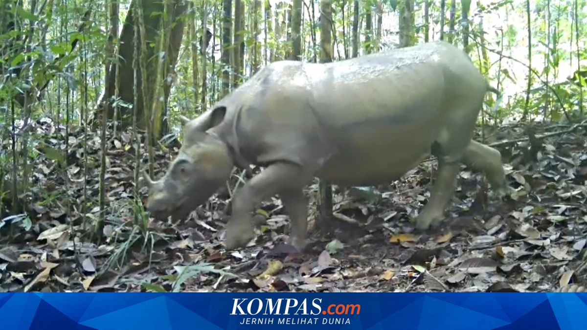 Bayi Tabung, Harapan Terakhir Badak Kalimantan dari Kepunahan