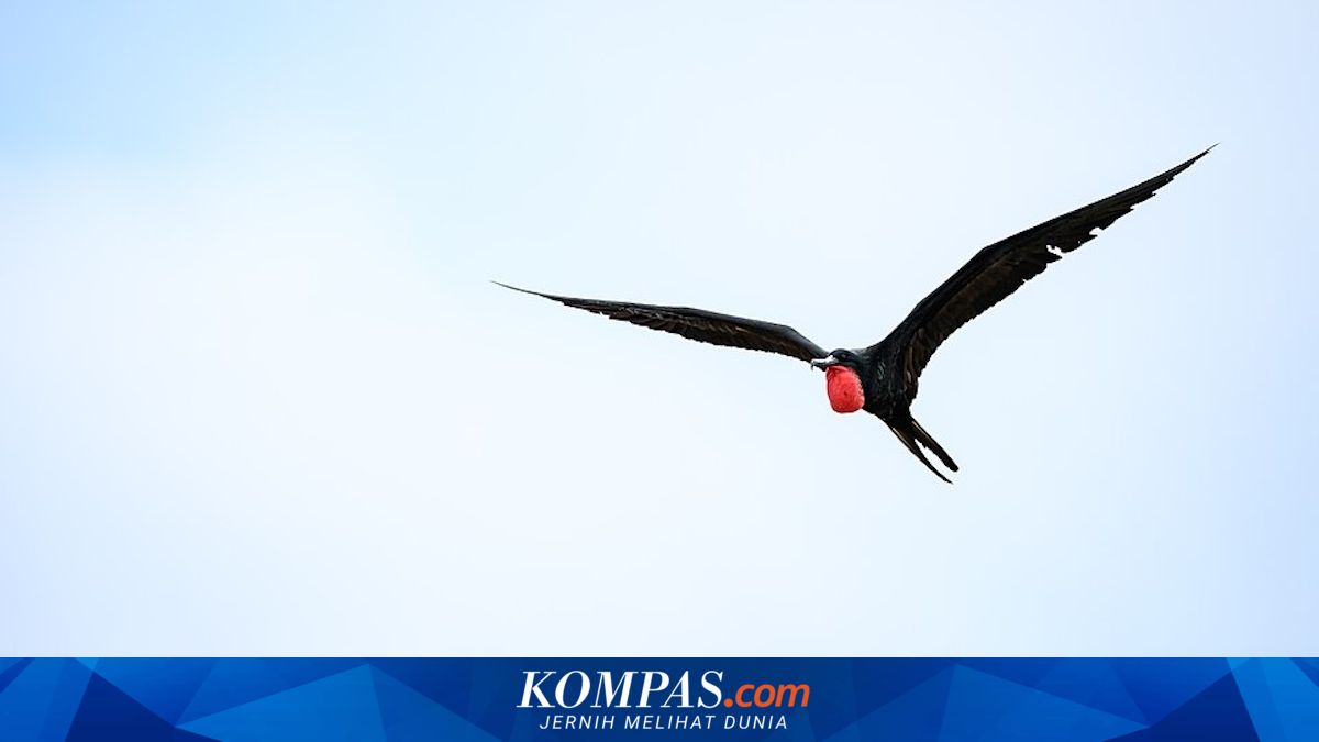 Burung Cikalang: Kemampuan Terbang 10 Hari Tanpa Henti dan Rahasia Tidurnya