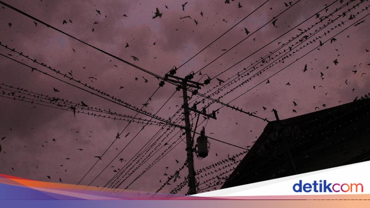 Burung Layang-Layang: Mengungkap Rahasia Terbang Tanpa Henti