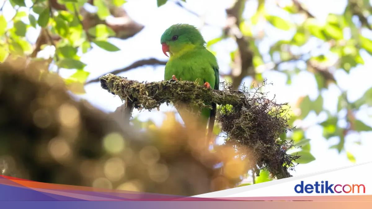 Burung Perkici Muka Biru, Misteri di Balik Keindahan