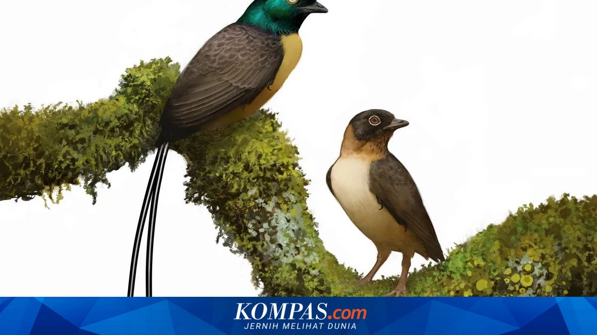 Burung Purba Plumadraco, Primadona dengan Ekor Mirip Naga yang Membuat Hati Bergetar