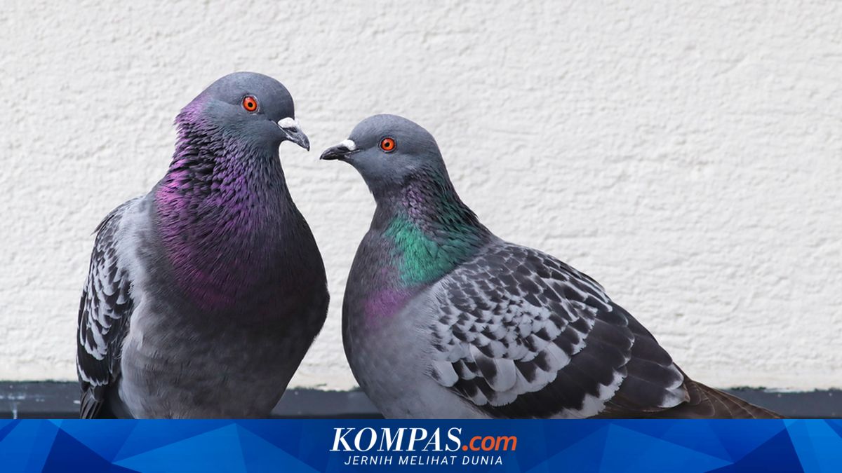 Cara Unik Merpati Menemukan Jalan Pulang, Ternyata Hanya Mengambil Jalan Tengah
