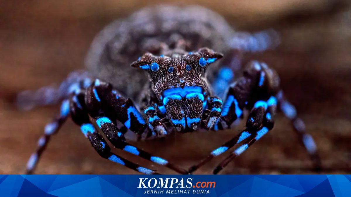 Ekspedisi Sains di Angola Mengungkap 70 Spesies Baru yang Mengagumkan