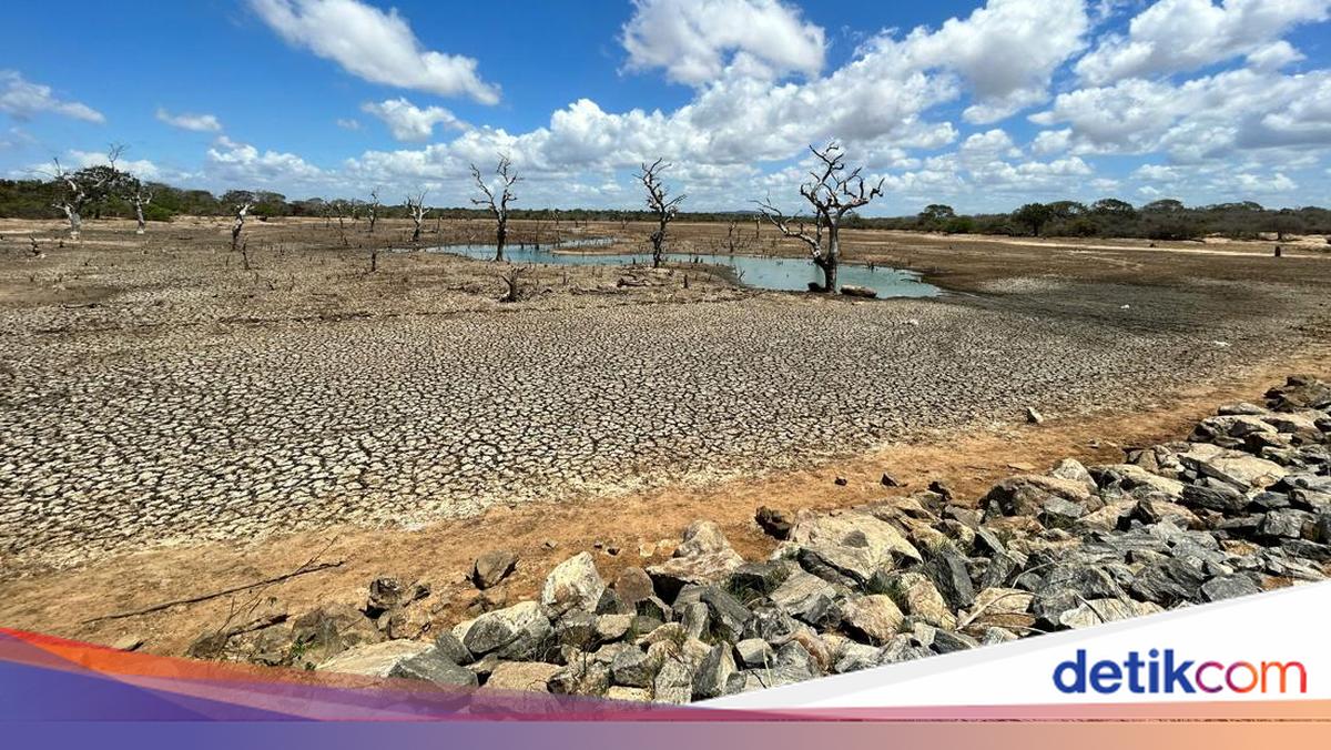 El Nino Super: Ancaman Bencana Alam yang Menghantui Dunia