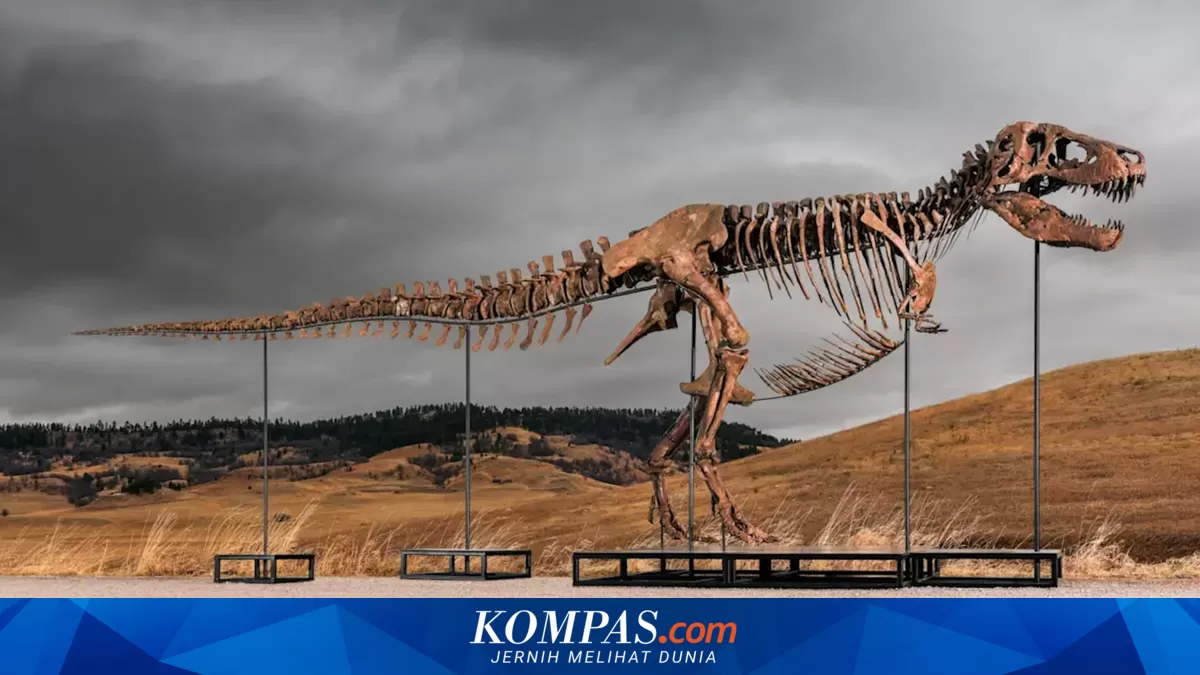 Fosil T. Rex Termahal di Dunia "Gus" Terjual Rp 909 Miliar