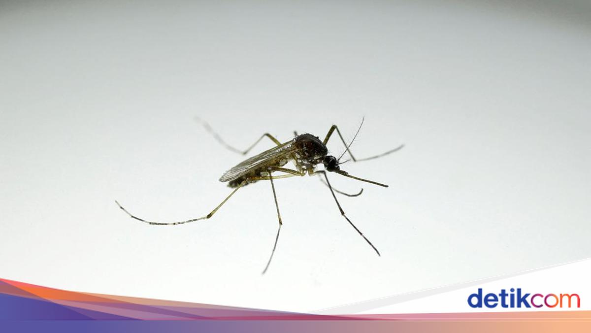Google Siap Lepas 32 Juta Nyamuk Rekayasa untuk Lawan Penyakit