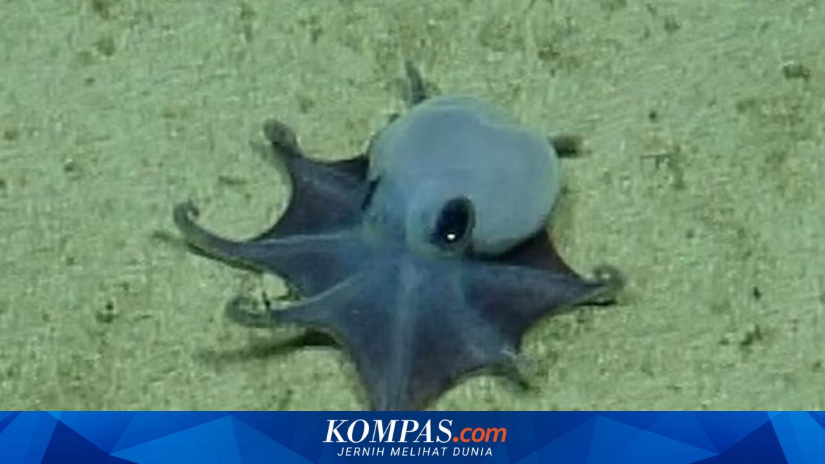 Gurita Biru Mini di Galapagos: Spesies Baru yang Mengungkap Misteri Laut Dalam