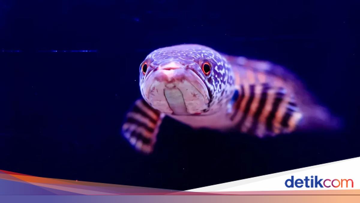Ikan Gabus Raksasa, Predator Air Tawar yang Mengancam