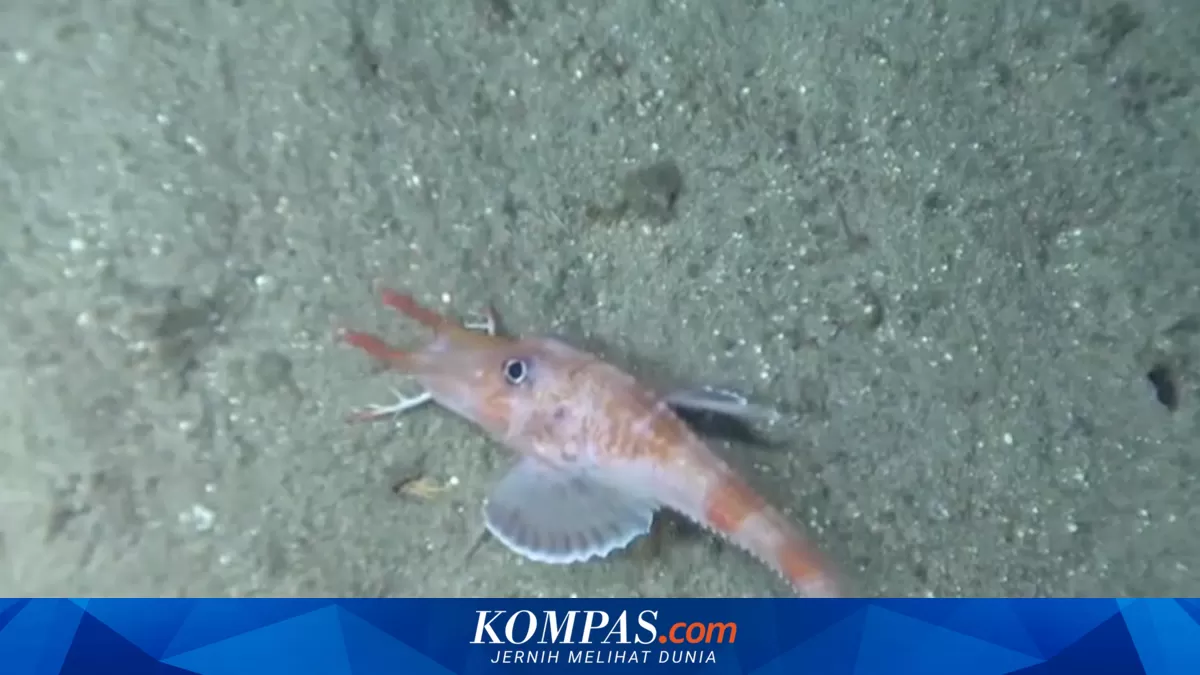 Ikan Moonwalk: Penemuan Langka Ikan Berjalan Mundur di Kedalaman Laut