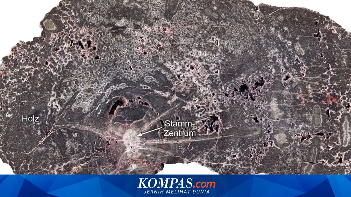 Kayu Fosil Berusia 300 Juta Tahun: Simpanan Sejarah Geologi Bumi yang Luar Biasa