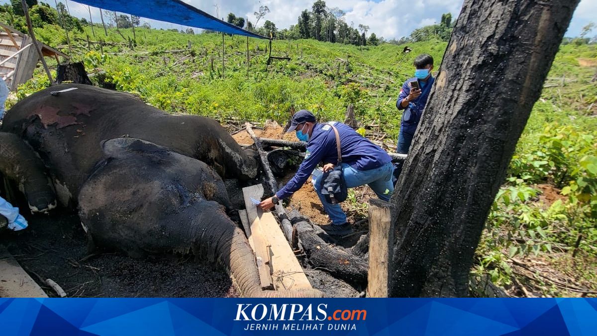 Kematian Gajah dan Harimau Sumatera: Ekologi Dikalahkan oleh Kepentingan Ekonomi