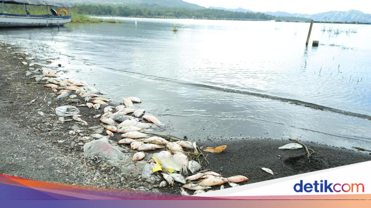 Misteri Kematian Massal Ikan di Danau Batur Bali Terungkap, BRIN Ungkap Penyebabnya