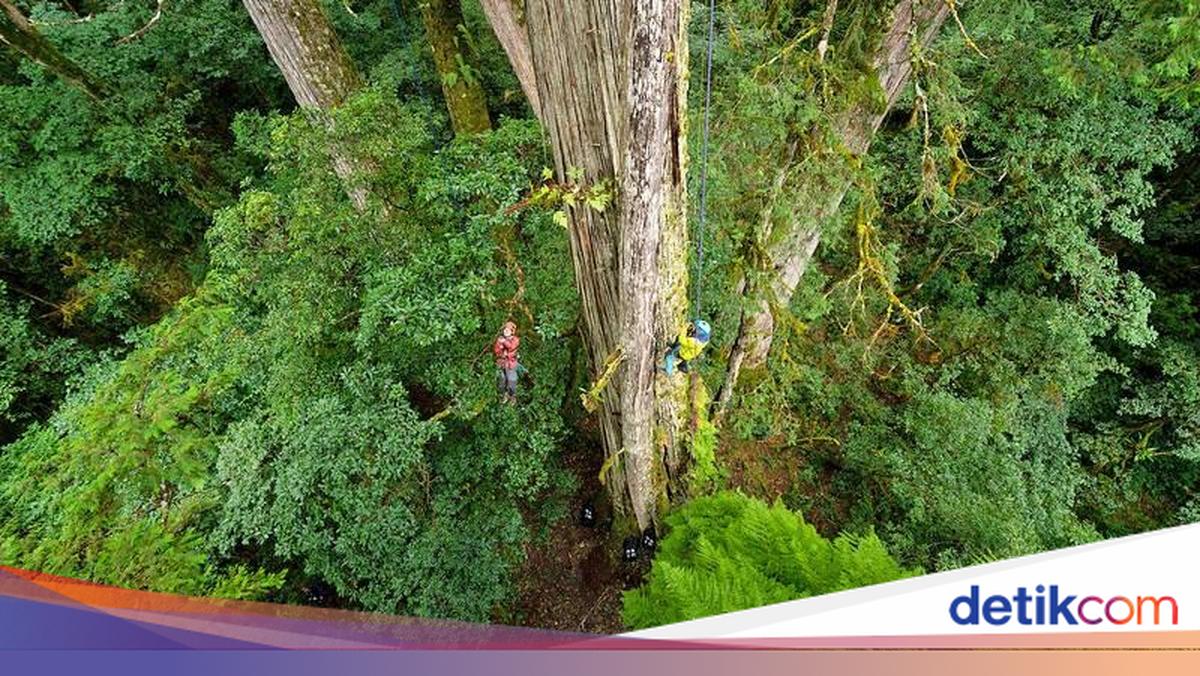 Pedang Langit, Pohon Tertinggi Asia Timur yang Menyentuh Bulan