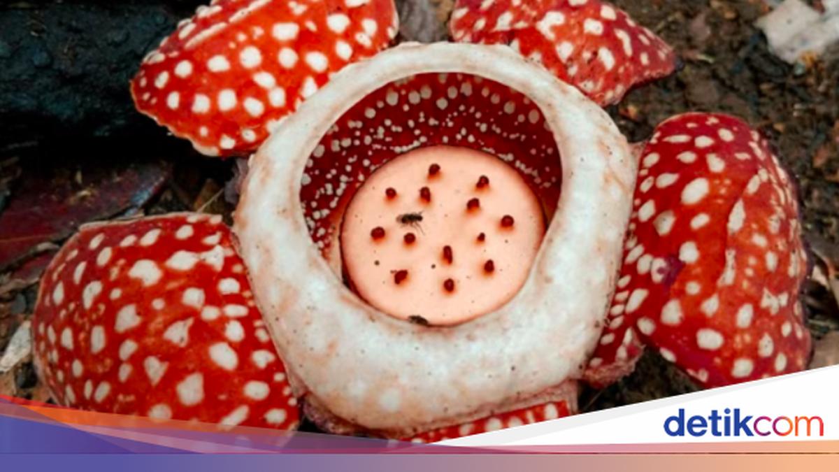 Rafflesia Langka Muncul Kembali di Filipina Setelah 15 Tahun Hilang