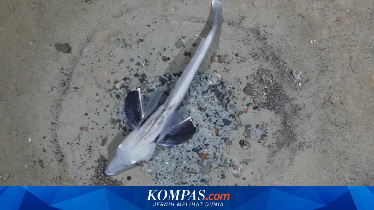 Rahasia Ikan Es Antartika, Hewan Berdarah Bening yang Menghuni Kutub Selatan