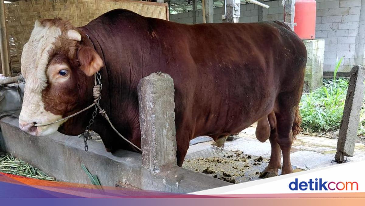 Sapi Simental: Jenis Sapi Seberat 1,3 Ton yang Menjadi Favorit untuk Kurban