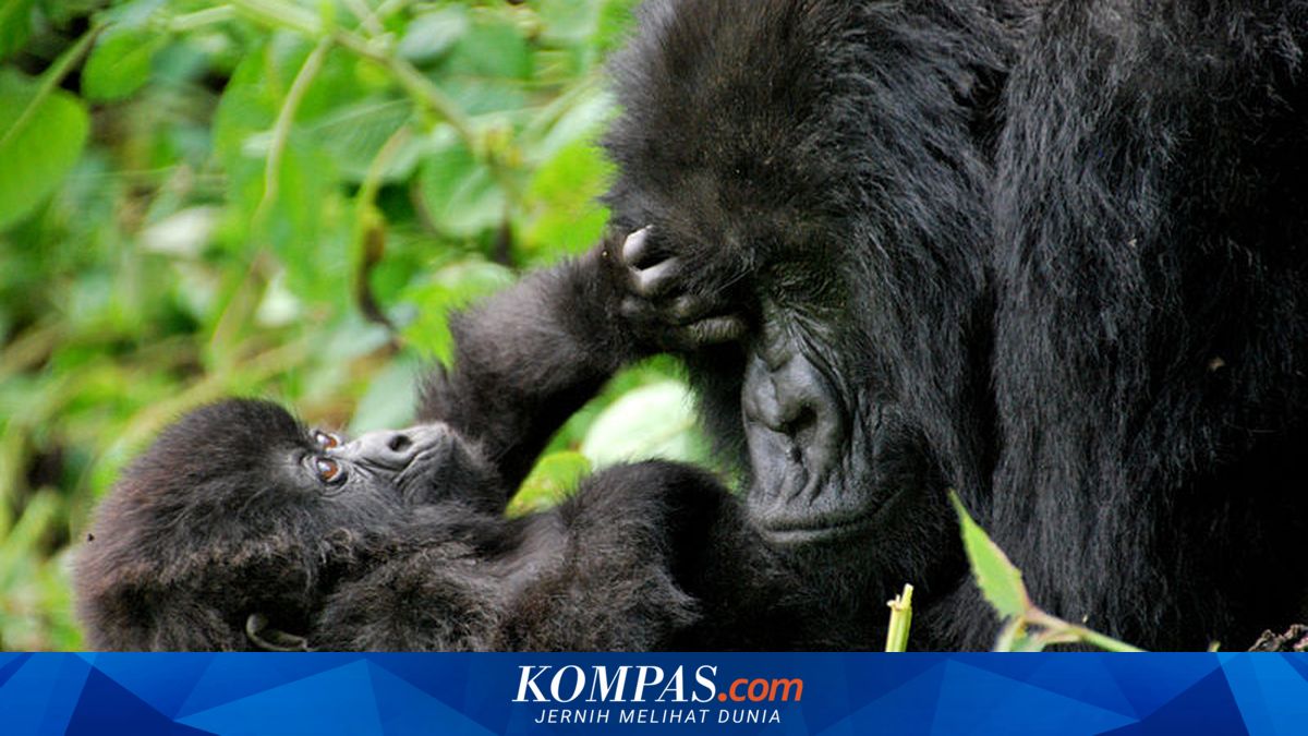Tawa Kera Besar Mirip dengan Manusia, Mengungkap Jejak Evolusi Jutaan Tahun