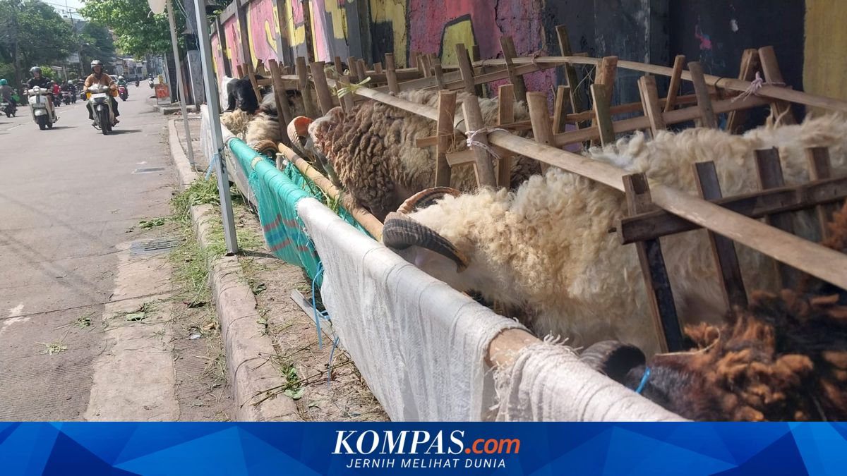 Tips Memilih Hewan Kurban yang Sehat dan Prima