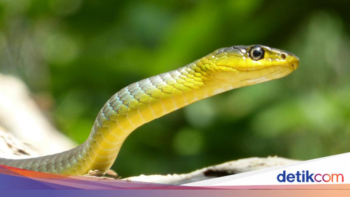 Ular di Rumah? Coba 11 Bahan Alami Ini